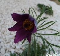 Anémonne pulsatille.jpg