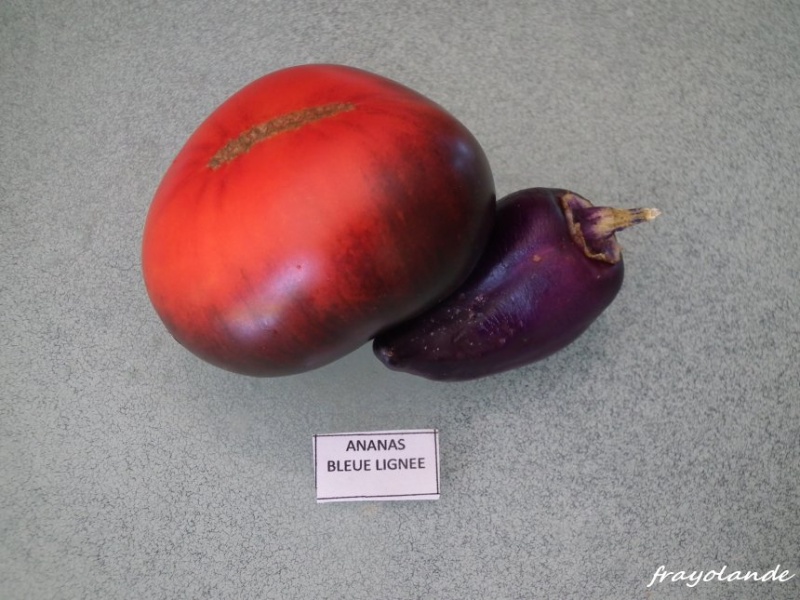 Fichier:Ananas bleue lignée.jpg