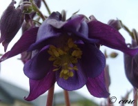 Ancolie vulgaris-1.jpg