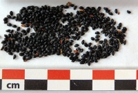 Ancolie vulgaris-2.jpg