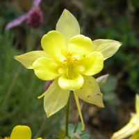 Ancolie yellow queen.jpg