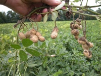 Arachis hypogea.jpg