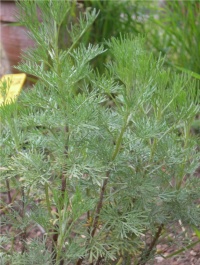 Armoise aurone-1.jpg