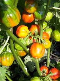 Aubergine Gilo Brazil-1.jpg