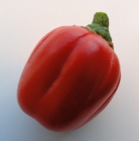 Aubergine Gilo Brazil.jpg