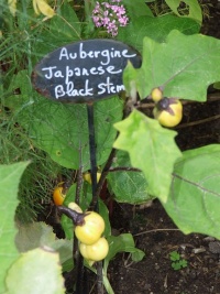 Aubergine Japanese Black Stem.jpg