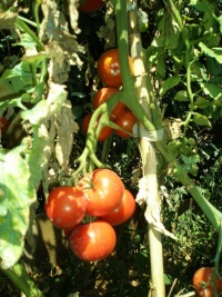 BELLE DE LORRAINE OP-1.jpg