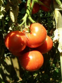 BELLE DE LORRAINE OP.jpg