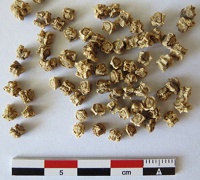 BETTERAVE cylindra-1.jpg