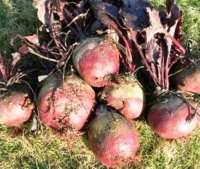 BETTERAVE de détroit améliorée-1.jpg