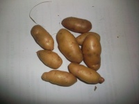 Bamberger hörnchen.jpg