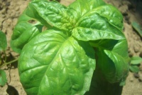 Basilic à feuilles de laitue-1.jpg