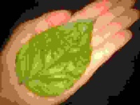 Basilic à feuilles de laitue-2.jpg