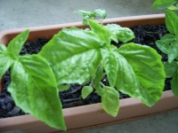 Basilic à feuilles de laitue.jpg