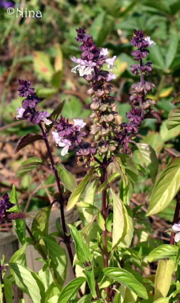 Fichier:Basilic cannelle-2.jpg