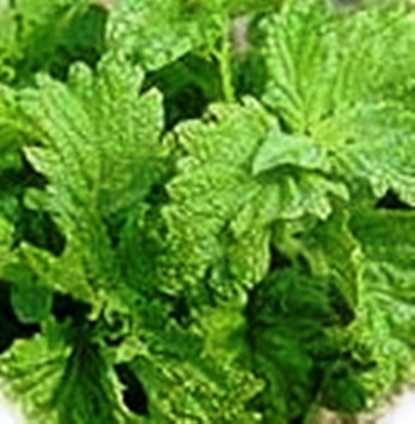 Fichier:Basilic green in purple ruffles-1.jpg