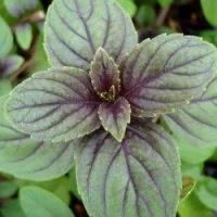 Basilic perpetuel.jpg