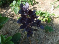 Basilic purple delight.jpg