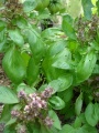 Basilic thaïlandais à grandes feuilles.jpg
