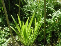 Belamcanda chinensis-1.jpg