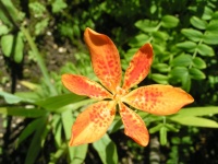 Belamcanda chinensis-2.jpg