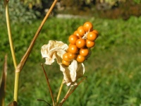 Belamcanda chinensis.jpg