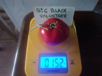 Big black volunteer-1.jpg