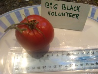 Big black volunteer-2.jpg