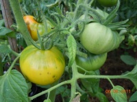 Bijskij Zeltyi OP.jpg