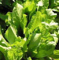 Biondissima de trieste-1.jpg