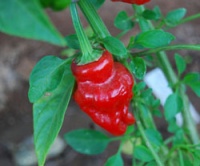 Black scorpion tongue-1.jpg