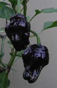 Black scorpion tongue.jpg