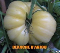 Blanche d'Anjou-1.jpg