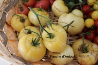 Blanche d'Anjou-2.jpg