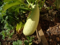 Blanche de Trieste.jpg