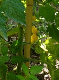 Blanche du soleil levant-1.jpg