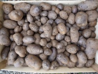 Bleue d'Artois-1.jpg