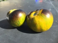 Blue green zebra-1.jpg