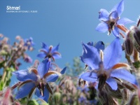 Bourrache officinale - fleurs.jpg
