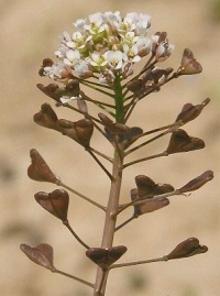Bourse à pasteur.jpg