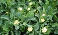 Brocoli nine star perennial-1.jpg