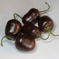 Brown Rocoto.jpg