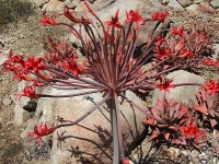 Brunsvigia josephinae-1.jpg