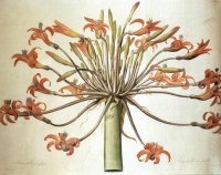 Brunsvigia josephinae.jpg