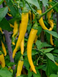 Buist's yellow cayenne-1.jpg
