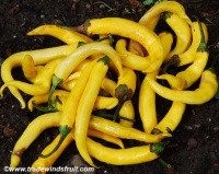 Buist's yellow cayenne.jpg