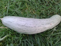 C. MAXIMA Sukuna.jpg