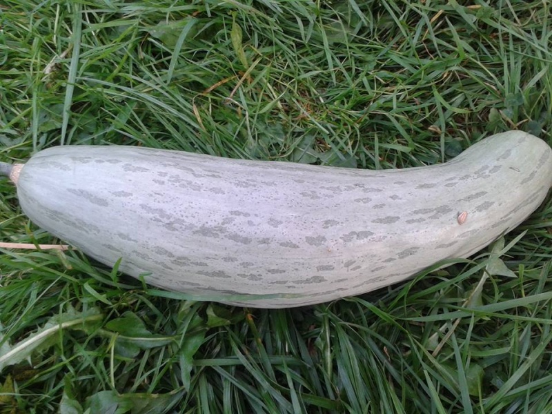 Fichier:C. MAXIMA Sukuna.jpg