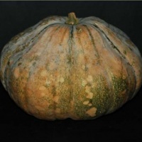 C. MOSCHATA Noob Taub-1.jpg