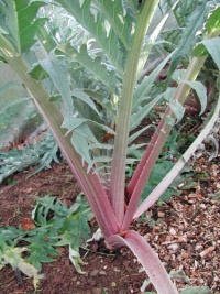 CARDON rouge d alger.jpg